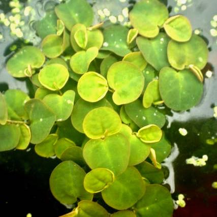 Phillamtus fluitans per portie 125 cc.